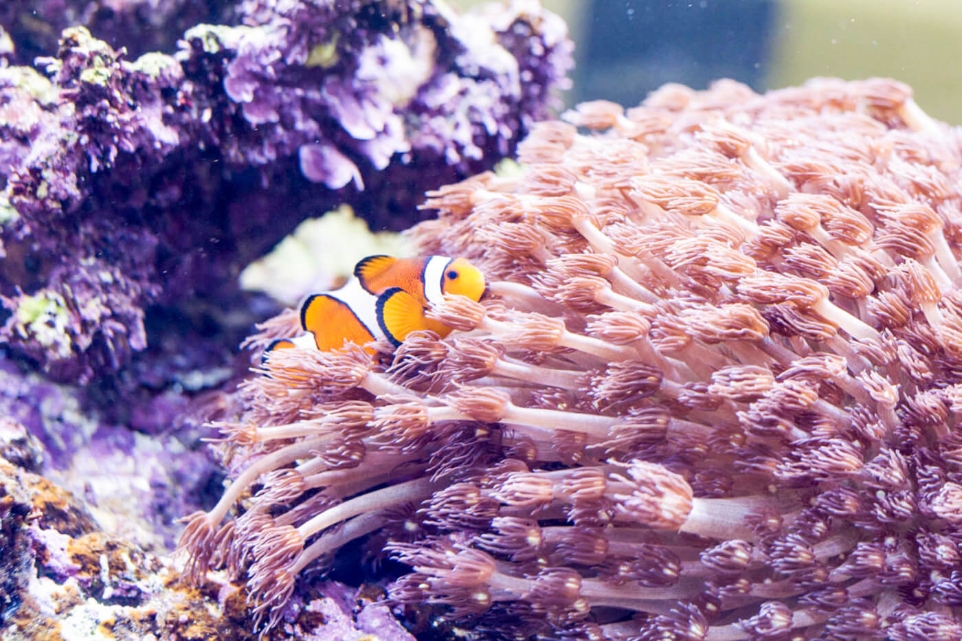 Clown fish